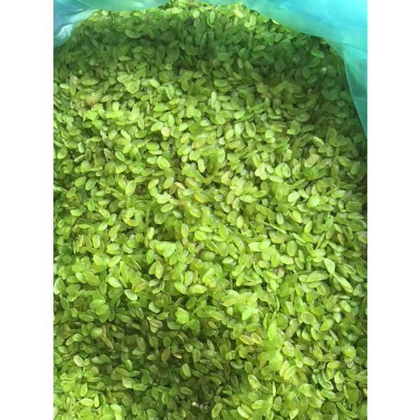 Cốm xanh khô dẻo thơm hạt đều mẩy gói 1 kg