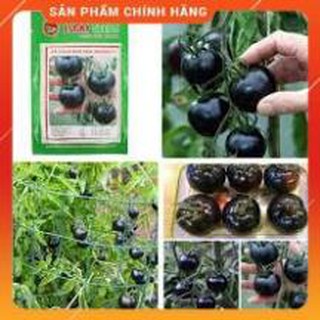 HẠT GIỐNG CÀ CHUA ĐEN LUCKY GÓI 10H