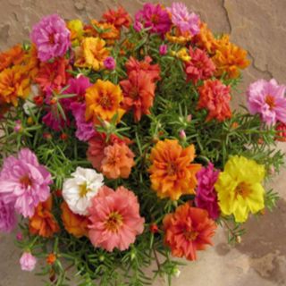 HẠT GIỐNG HOA MƯỜI GIỜ MIX (200 hạt)