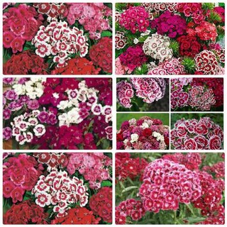 Hạt Giống Hoa Cẩm Chướng Chùm 💝Freeship💝 100H Cực Dễ Trồng