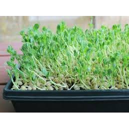 (Gói 150 hạt)Hạt giống mầm giá đỗ dễ trồng kháng bệnh tốt năng suất cao-Tổng kho hạt giống giá rẻ