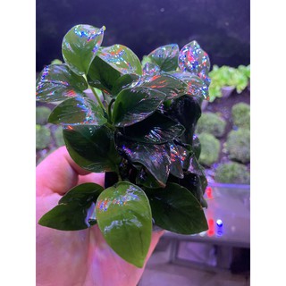 Cây thủy sinh Ráy Lá Thường