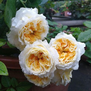 Hồng ngoại Beatrice Rose - Trang Flower