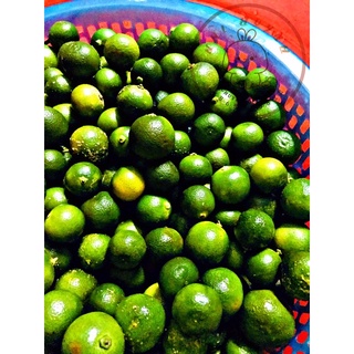 Tắc tươi 1 kg