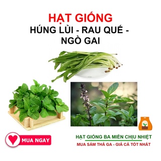 Combo Các Loại Hạt Giống Gia Vị, Rau Quế Lá To, Ngò Gai và Rau Húng Lủi