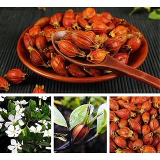 Quả Dành Dành sấy khô 100g ( đã tách sẵn vỏ)