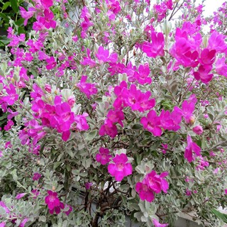 Cây hoa tuyết sơn phi hồng đang ra hoa