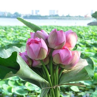 Hạt giống sen hồng việt nam