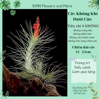 Cây không khí Hồ Ly đuôi cáo Funckiana, cây cảnh lọc không khí