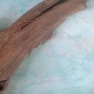 Khúc lũa linh sam làm giá thể