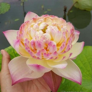 [Siêu khuyến mại] Hạt sen đủ màu như hình