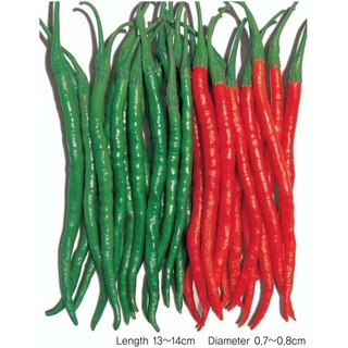 Hạt giống Ớt siêu dài (Thái Lan) 0.2gr