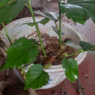 Cây dâu tằm bầu đất( đang trái)