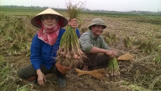 Hành ta chuẩn 💯💯hành quê cắt cuống