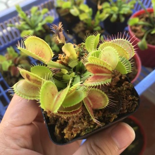 Hạt giống cây bẫy kẹp - 10 hạt