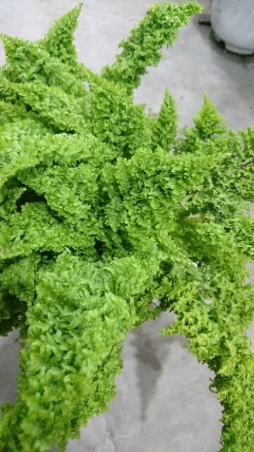 Dương xỉ giống mới