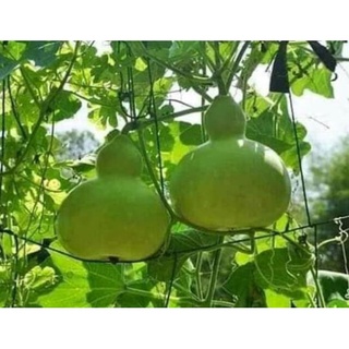 Hạt giống bầu hồ lô 5 hạt