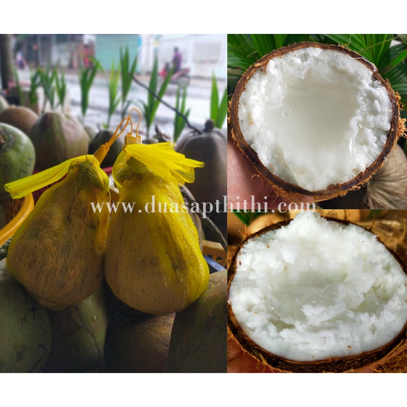 Dừa Sáp Bi Đặc