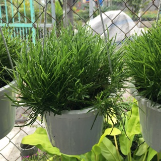 Cây cỏ mây