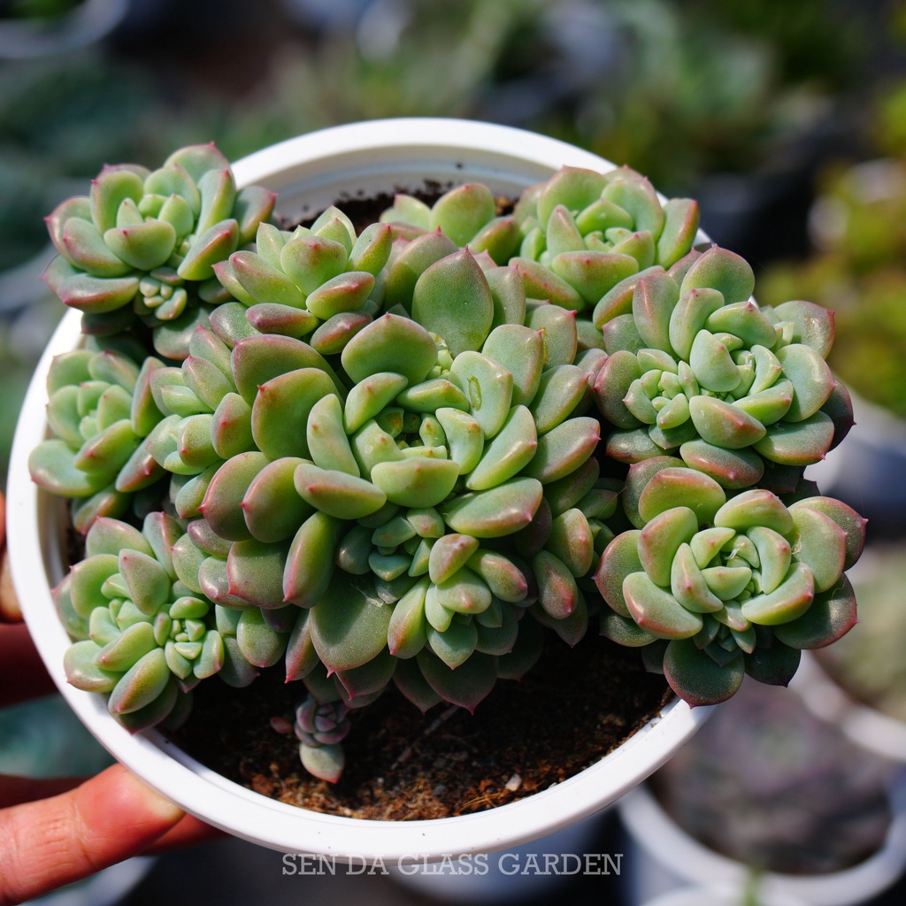 Sen Đá Dù Hồng Đà Lạt chậu lớn nhiều đầu 12cm GLASS GARDEN, Thuần Khí Hậu Đà lạt, Lỗi 1 đổi 1
