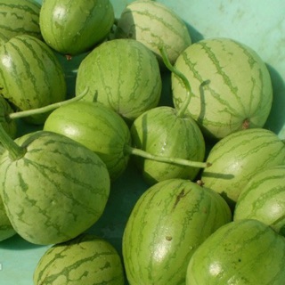 Hạt giống dưa hấu nụ