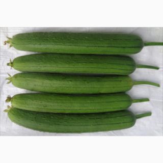 HẠT GIỐNG MƯỚP ĐỒNG TIỀN VÀNG MƯỚP HƯƠNG LAI F1 - MELO 58 59 62Hình tự chụp