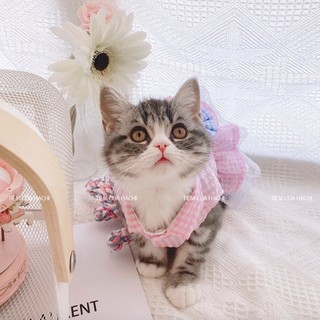 Váy kẻ siêu xinh cho thú cưng
