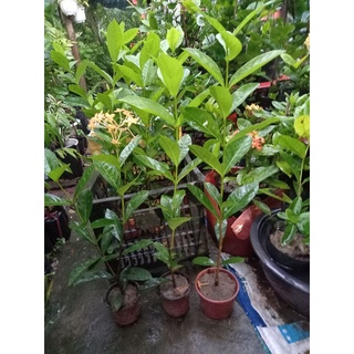 Mẫu đơn mỹ vàng nghệ