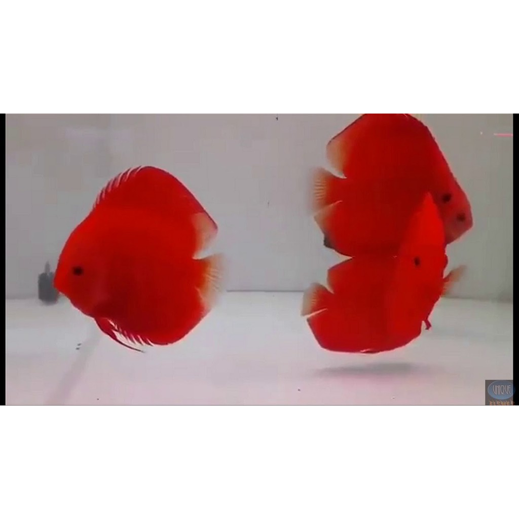 BỘT CAROPHYLL-Lên màu đỏ cho cá cảnh- GÓI 1GR