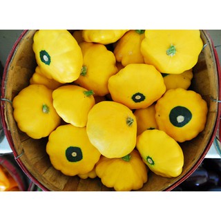 Hạt Giống Bí đĩa bay 10 Hạt/ Gói