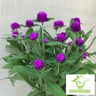 Shophouse 50 hạt giống hoa cúc bách nhật shop house tết khuyến mại