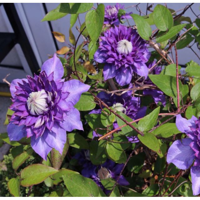 MẦM HOA LEO ÔNG LÃO ĐÃ CÓ MẦM