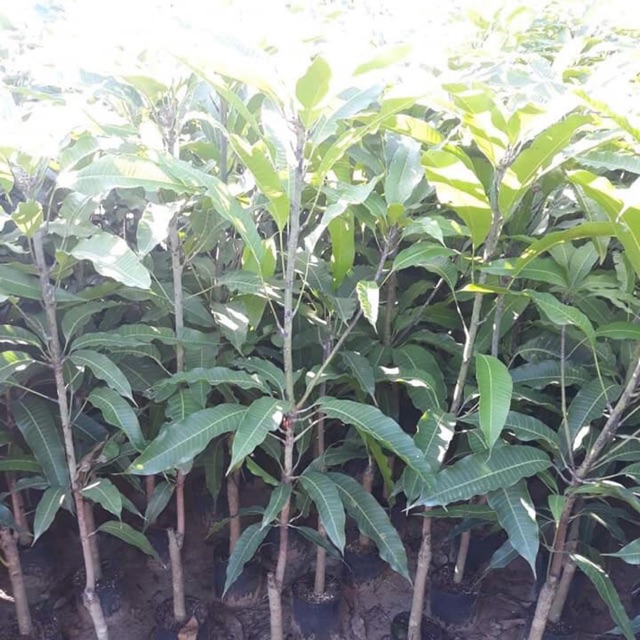 Cây giống xoài tím