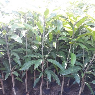 Cây giống xoài tím