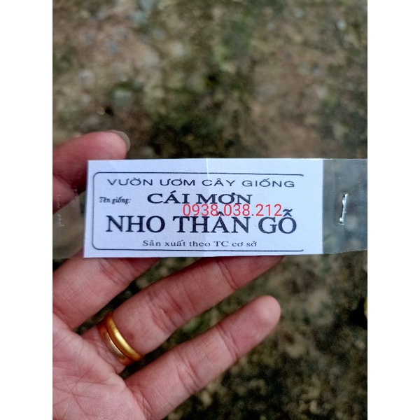 CÂY NHO THÂN GỖ TỨ QUÝ