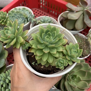 Mua SEN ĐÁ ĐÁ VÀNG MỚI TO 10cm FREESHIP  ĐÃ THUẦN XỨ NÓNG SIU CUTE CHUẨN SIZE TRUNG