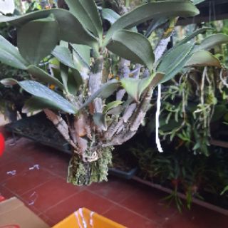 Hoa phong lan kiều tím thái