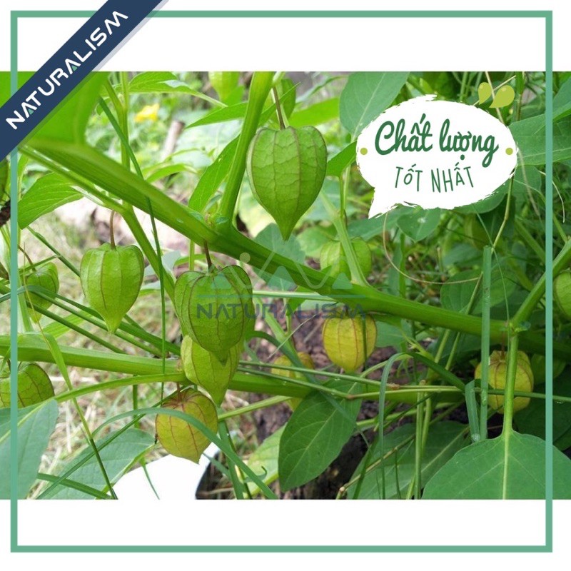 Trái Thù Lù già lấy hạt giống, Tầm Bóp, Cà chua Lồng đèn, golden berry