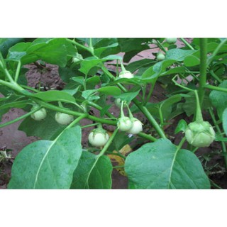 Hạt Giống Cà pháo trắng RĐ 72