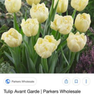 20Củ hoa tuylip đủ 10màu