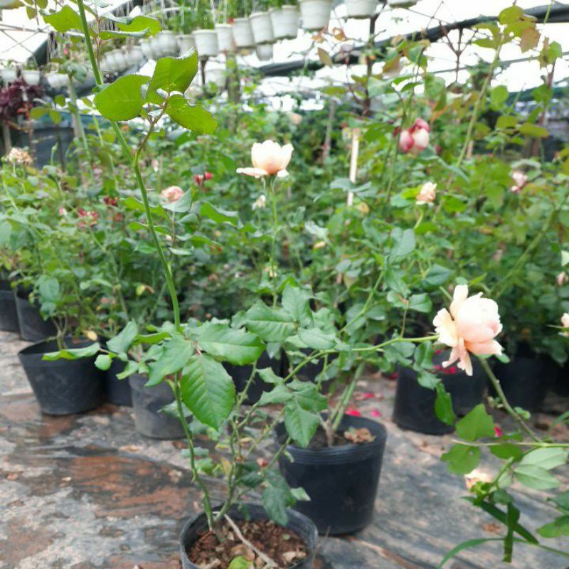 Cây giống hoa hồng Masora, kích thước (45-60cm), có bầu đất khỏe mạnh, màu cam đậm, cánh hoa xoáy cúp đẹp