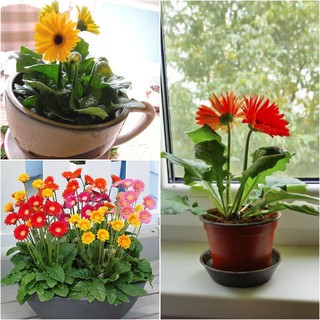 Hạt giống hoa đồng tiền giá rẻ