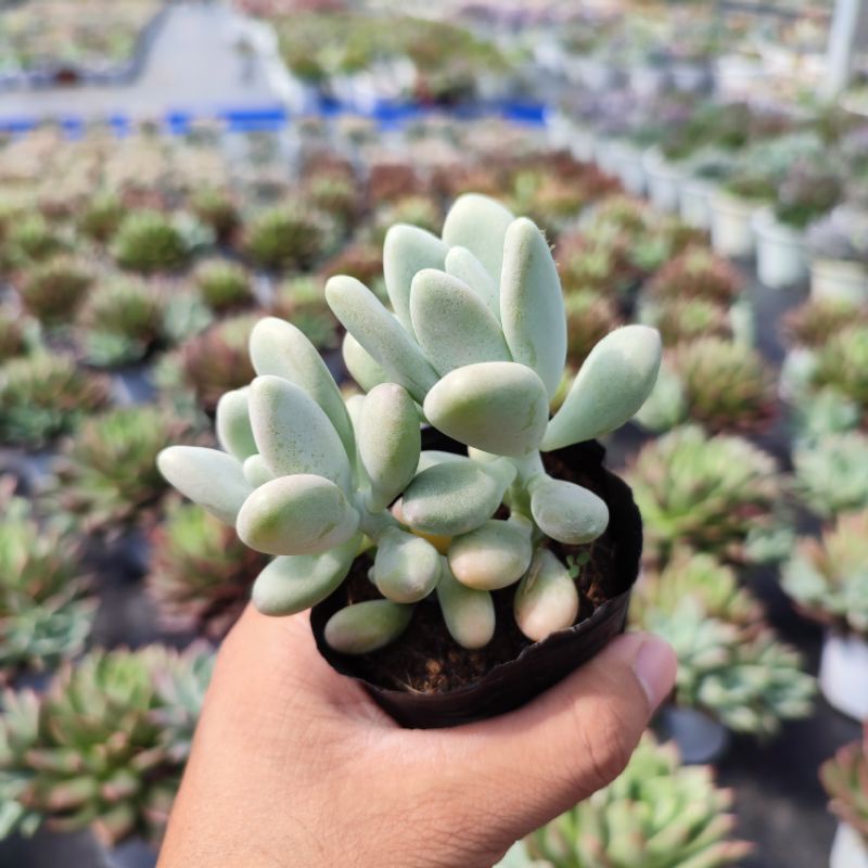 Sen Đá Sỏi Trắng Size Bé 5-7cm, Sen Đá PANDAA GARDEN Xuất Xứ Đà Lạt Khoẻ Đẹp, Thích Nghi Mọi Khí Hậu, Lỗi 1 Đổi 1
