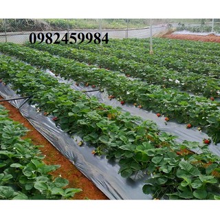 Màng Phủ Nông Nghiệp 1,6X400X15mic. Mặt Bac Và Đen Xuất Xứ Tại Việt Nam. Cuộn Được Gập Thành 0,8m Để Dễ Dàng Vận Chuyển.