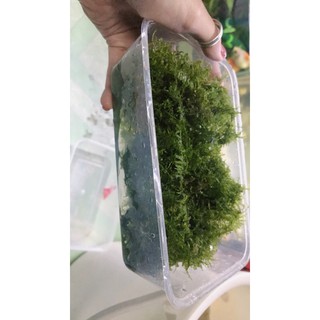 RÊU MINITAIWAN THUỶ SINH