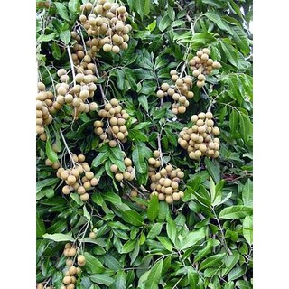 CÂY NHẪN LỒNG HƯNG YÊN