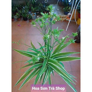 (Quận 8 - chỉ Hỏa tốc) Chậu cây LUYẾN KHÁCH/MẸ CON/NHỆN.