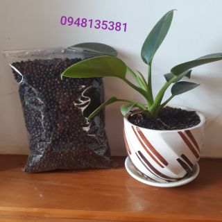 Tiêu đen nhà trồng đắk lắk