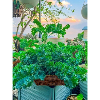 Hạt giống cải kale xanh