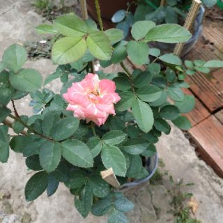 Chậu hồng đổi màu